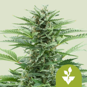 EASY BUD AUTO X3