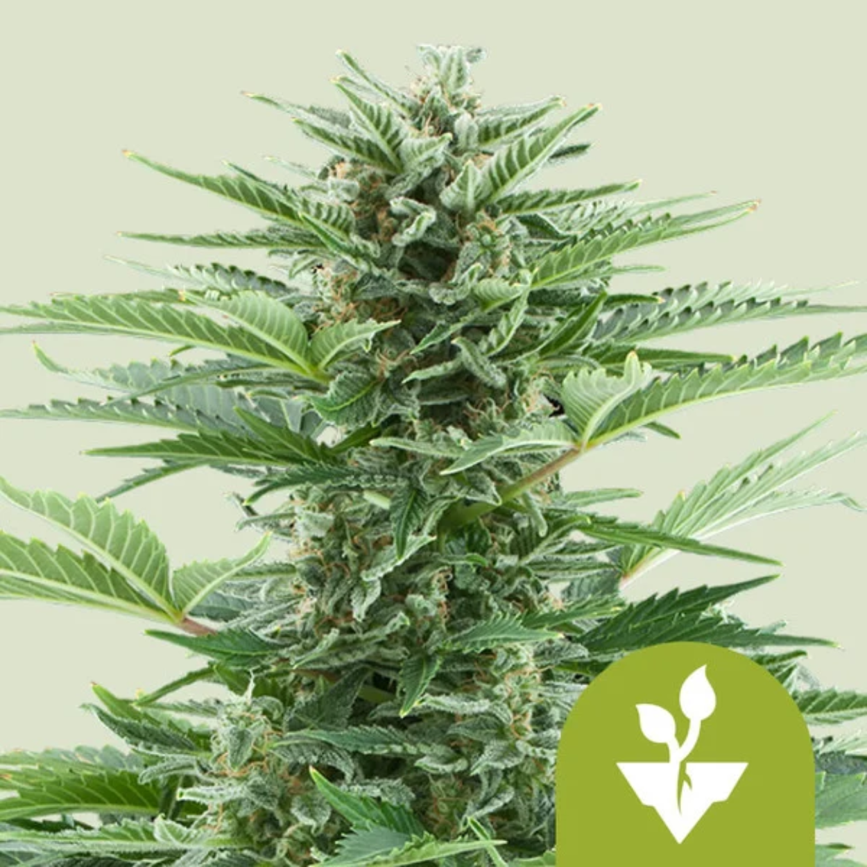 EASY BUD AUTO X3