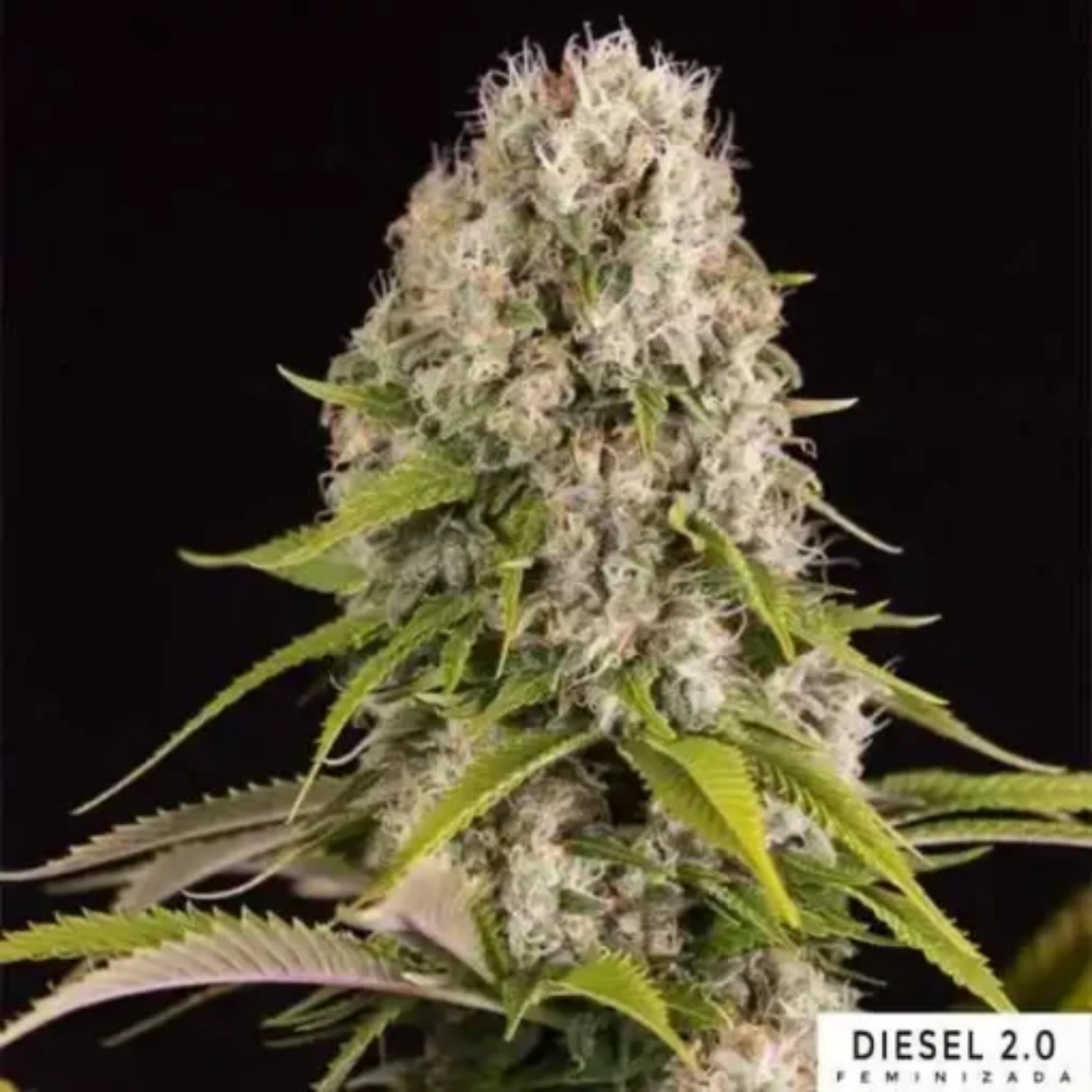 Diesel 2.0 x3