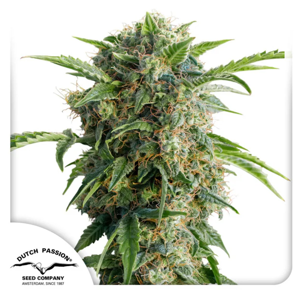 Daiquiri Lime AUTO x3