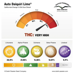 Daiquiri Lime AUTO x3
