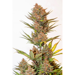 CHERRY BANANA AUTO X5
