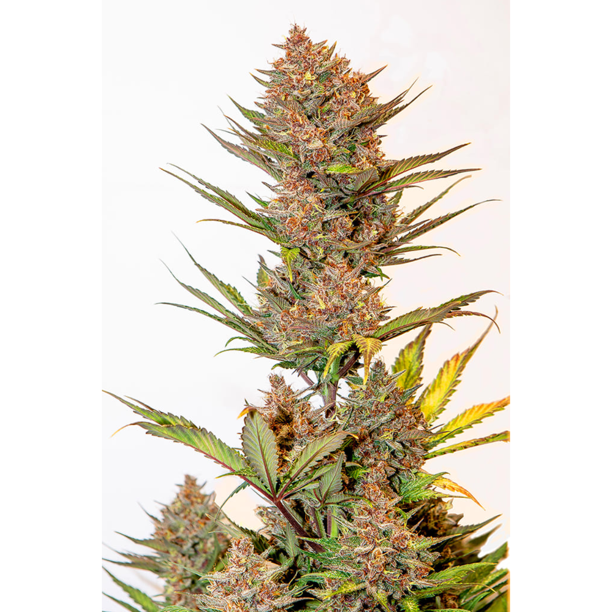 CHERRY BANANA AUTO X5
