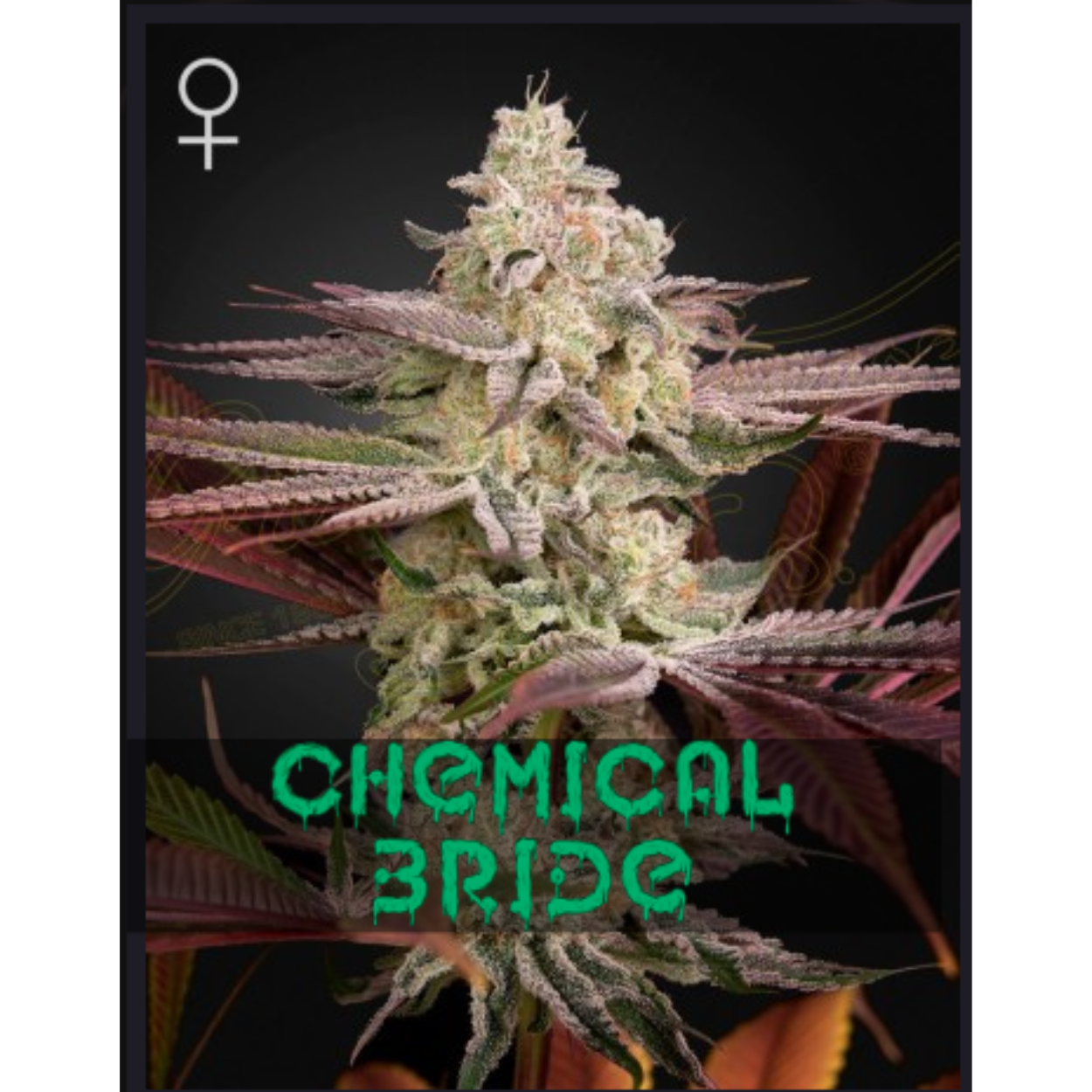 Chemical Bride x3