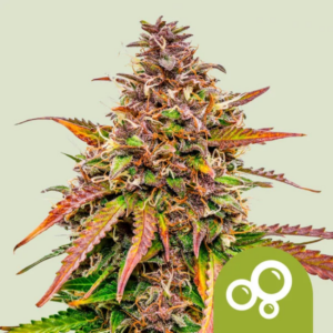 Bubble Kush AUTO x3
