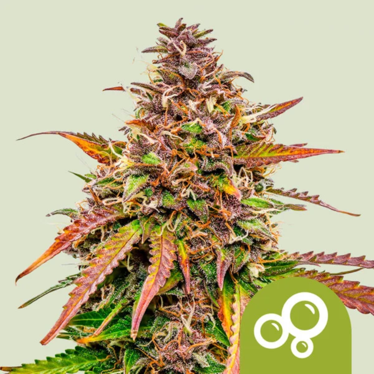 Bubble Kush AUTO x3