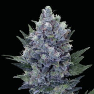 BLUE PYRAMID AUTO X1
