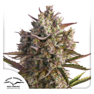BLUEBERRY AUTO X3