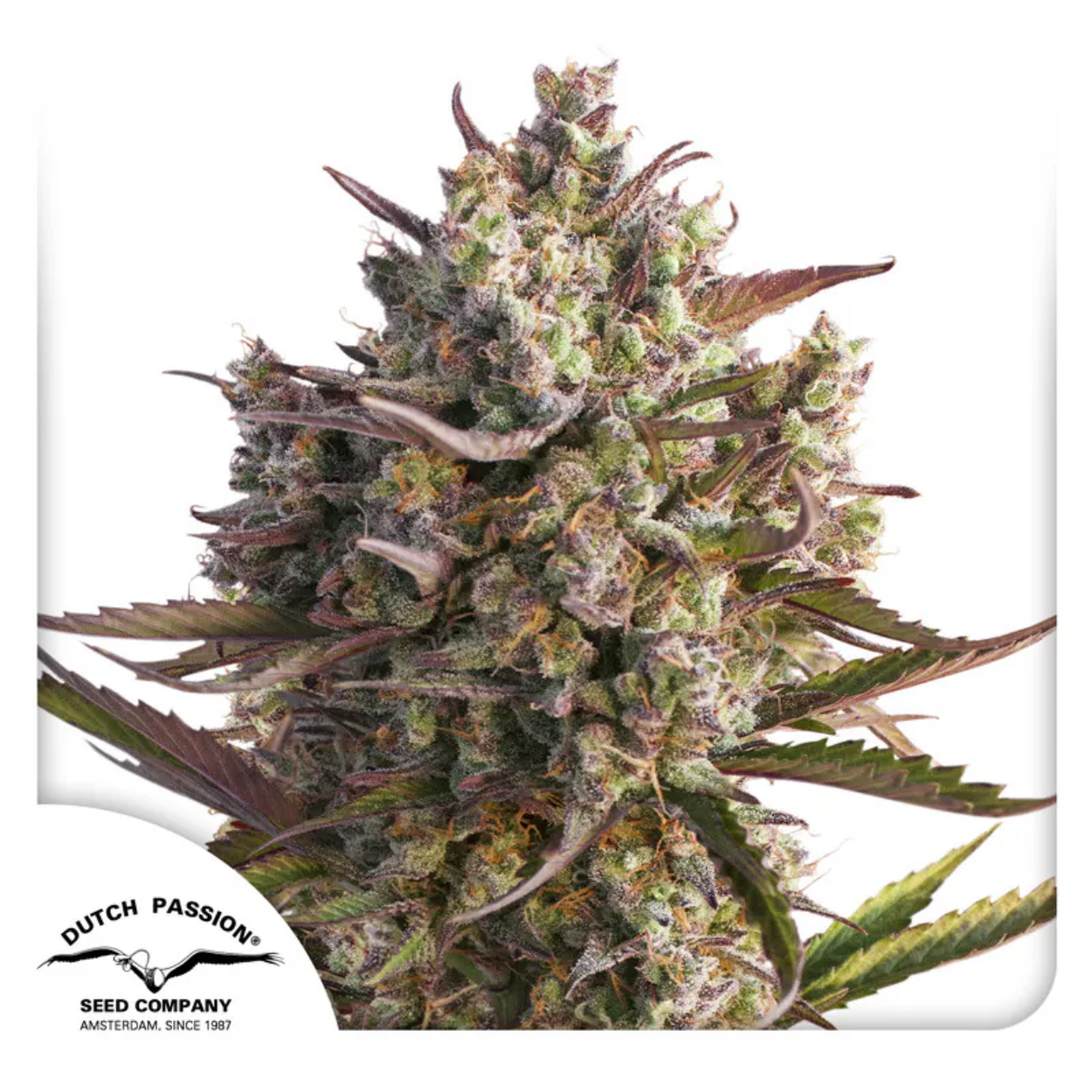 BLUEBERRY AUTO X3