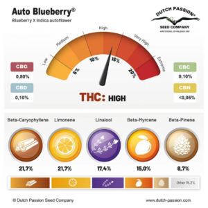 BLUEBERRY AUTO X3