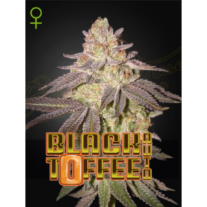 Black Toffee AUTO x3