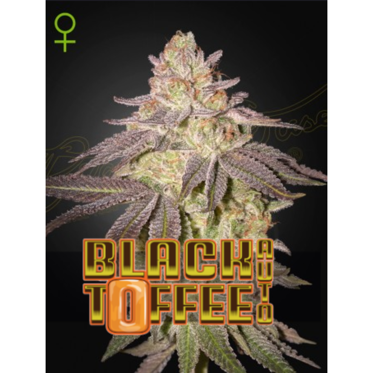 Black Toffee AUTO x3