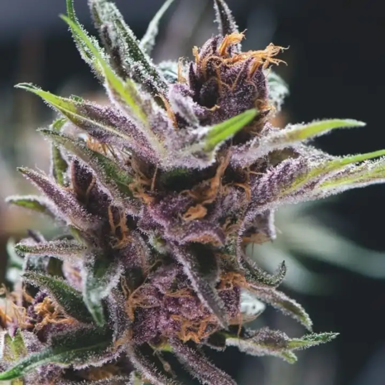 BLACK CHERRY PUNCH X1