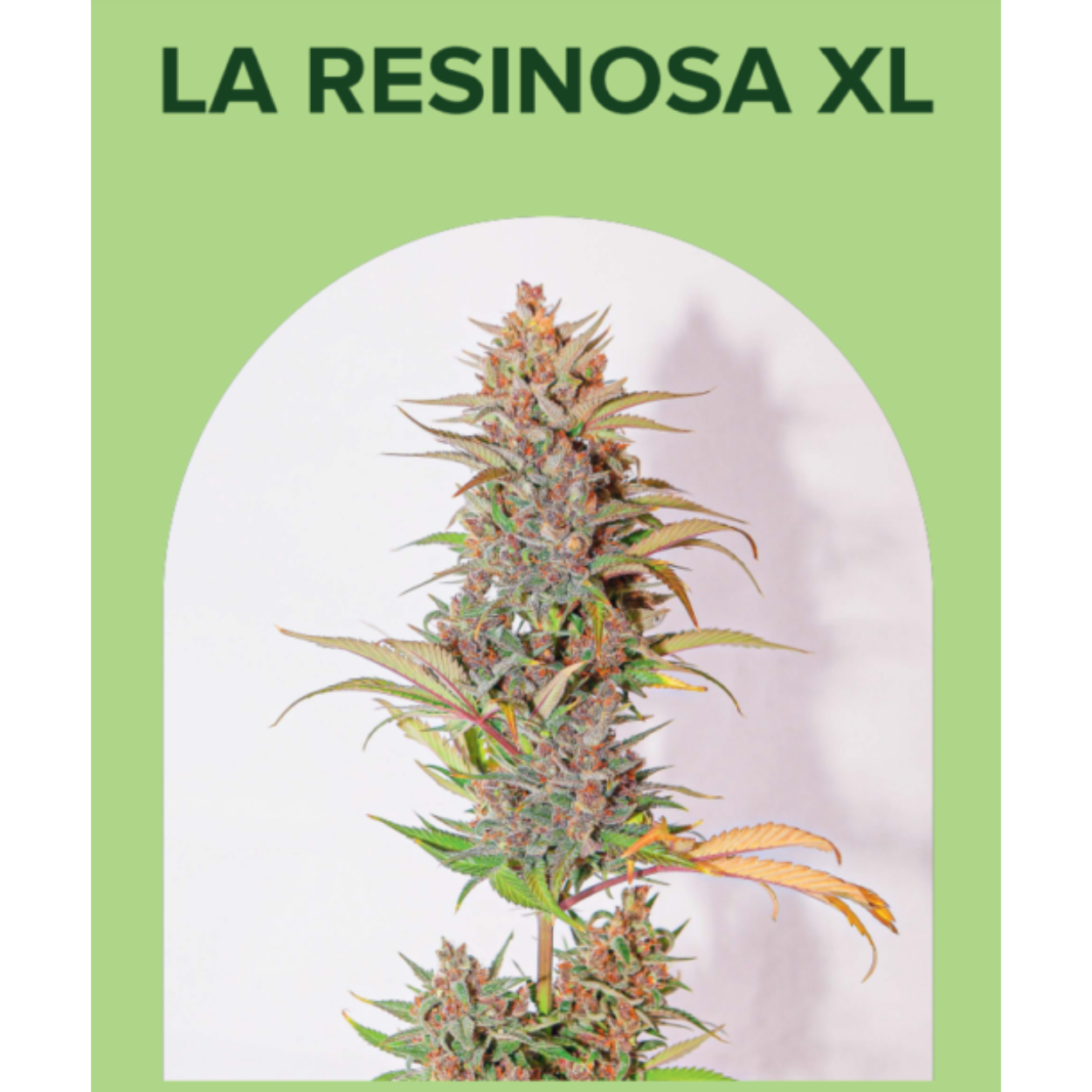 La Resinosa XL AUTO x5