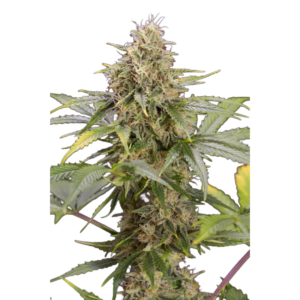 CHOCO MINT OG AUTO X3