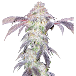 CINNAMON BUDDHA X3
