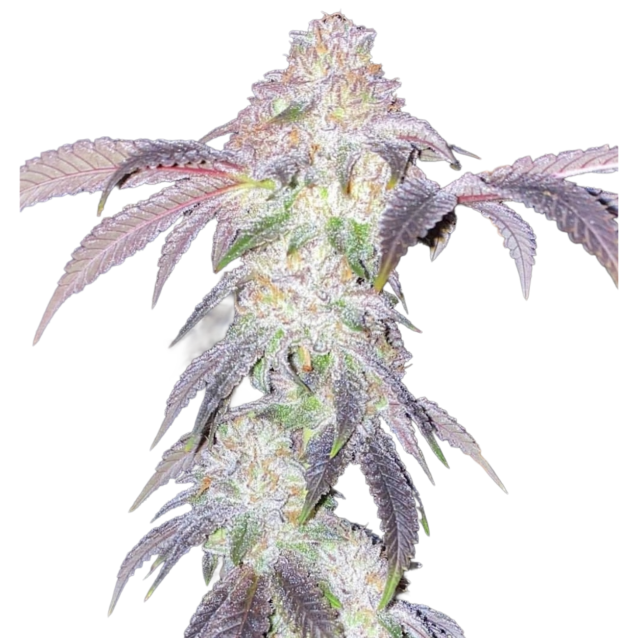 CINNAMON BUDDHA X3