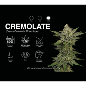 Cremolate AUTO x4