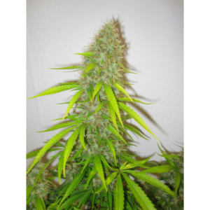 Critical Jack Herer AUTO x5