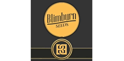 BlimBurn