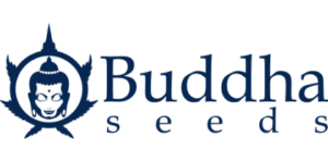 Buddha Seeds
