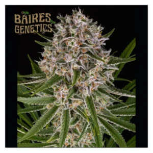 Super Lemon Haze XL AUTO x10