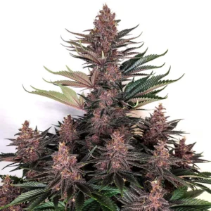 Buddha Purple Kush x3