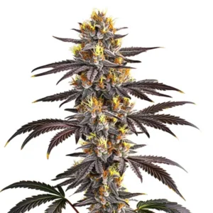 Gelato x3