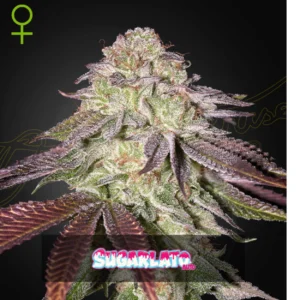 Sugarlato AUTO x3