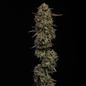 Cream Caramel AUTO x3