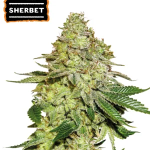 Sherbet x3