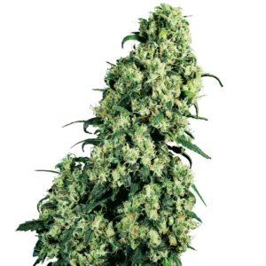 Skunk #1 AUTO x3