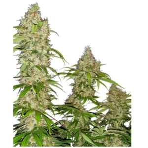 Banana Kush Cake x3